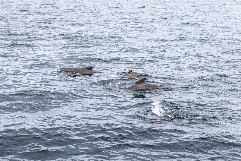 在挪威的安第斯附近，一群欢乐的领航鲸(Globicephala melas)穿过罗弗敦群岛的波浪，它们的背鳍整齐地竖起。